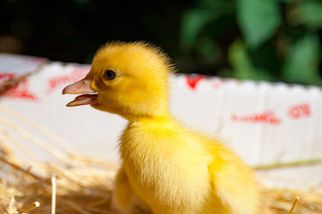little duckling newly hatched at warm cozy nest.