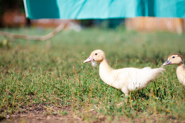 Mother duck with her cute ducklings