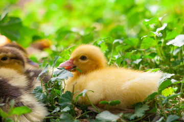 little duckling newly hatched at warm cozy nest.