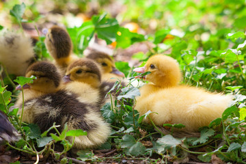 Mother duck and ducklings in street