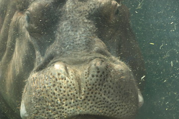 Hippo