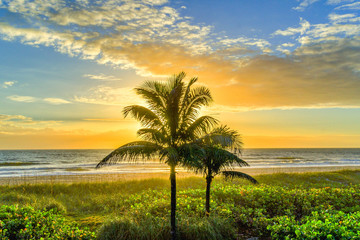 Lone Palm Tree at Sunrise on Cocoa Beach, Florida - Powered by Adobe