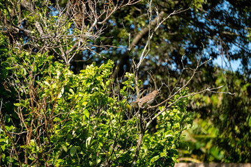 Song Thrush Bird Sitting on Branch near Auckland in New Zealand