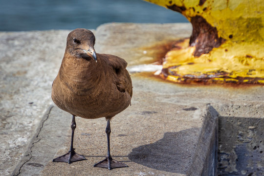 Sooty Shearwater standing on a concrete pier.