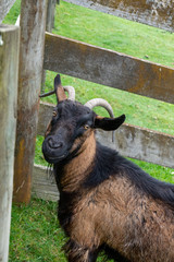 Goat next to wooden fence near Taupo in New Zealand