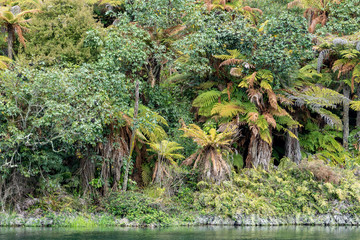 View of Waikato River and Forest along Huka Falls Hiking Trail in New Zealand