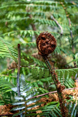 Fern Plant Closeup near Huka Falls in New Zealand