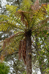 View of Tree Fern in Forest along Huka Falls Hiking Trail in New Zealand