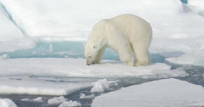 Polar Bear walking on broken sea ice 