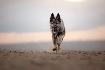 the dog is running. German Shepherd playing on the beach on sun, Pet on the nature of the sea