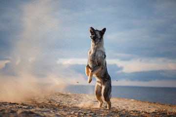 the dog is running. German Shepherd playing on the beach on sun, Pet on the nature of the sea