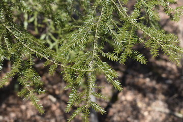 branch of a tree