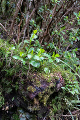 Fototapeta premium Leaves in Forest at Tongariro National Park in New Zealand