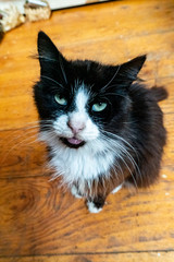 Blepping Cat at Whakarewarewa near Rotorua in New Zealand