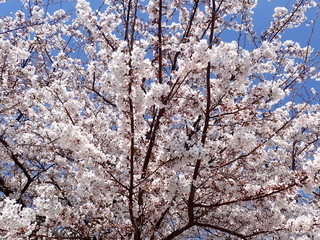 日本の春の桜の花