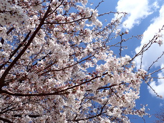 日本の春の桜の花