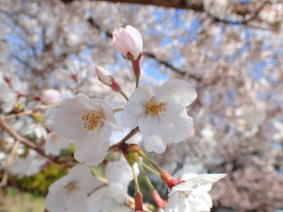 日本の春の桜の花