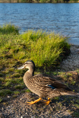 Fototapeta premium Duck Profile near Rotorua in New Zealand