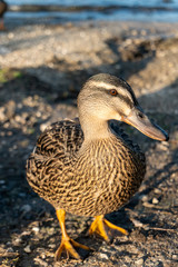 Duck Close-up Portrait near Rotorua in New Zealand