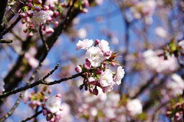 桜の花　つぼみ