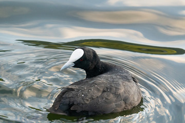 Coot bird swimming at a lake near Rotorua in New Zealand