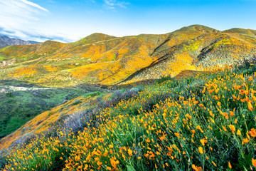 Poppies blooming on hillside © cherylvb
