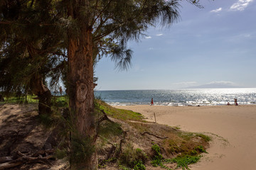 Dark old tree in foreground with bright sunny ocean in background  Makena State Park, Maui Hawaii