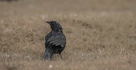 bird place