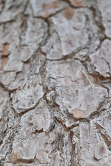 Pine Bark