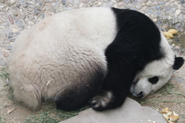 Funny pose of Sleeping panda , China
