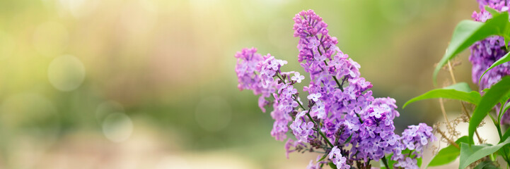 purple lilac flowers on a green background