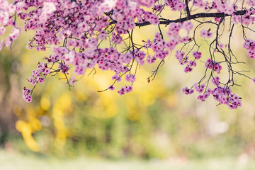 Obraz na płótnie Canvas tree flowers in spring blossom