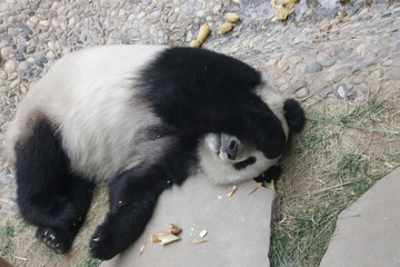 lazy sleepy panda
