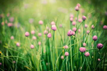 flowers in the grass close-up