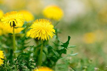 yellow dandelion flowers blossom close-up