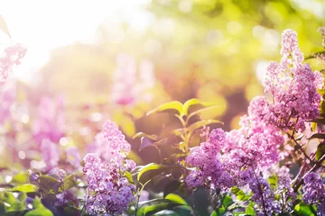 Kissenbezug Purple lilac flowers in spring sunshine © Mariusz Blach