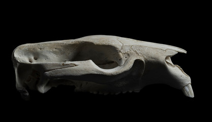 wombat skull profile