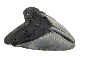 Extremely Rare Megalodon Shark Pathological Double Tooth