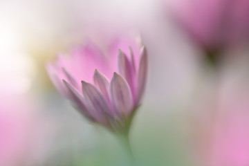 Beautiful Nature Background.Colorful Artistic Wallpaper.Natural Macro Photography.Beauty in Nature.Creative Floral Art.Tranquil nature closeup view.Blurred space for your text.Abstract Spring Flowers