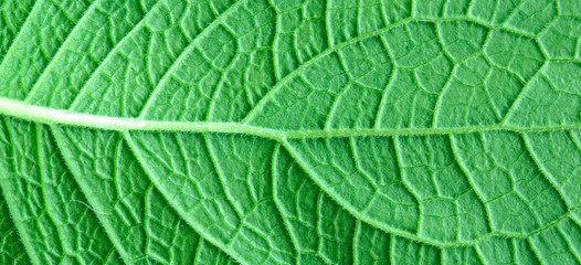Green leaves