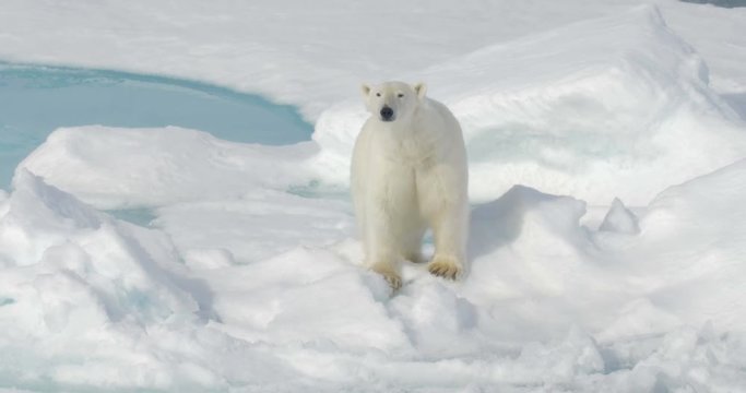 Polar Bear looking at the camera and walking on sea ice 