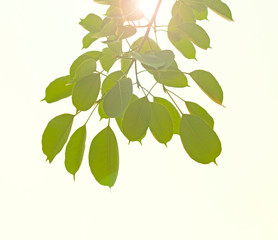 green leaves with sun light ;Nature background
