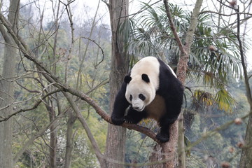 Naklejka premium Giant Panda on the Tree, China