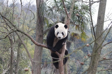 Giant Panda on the Tree, China