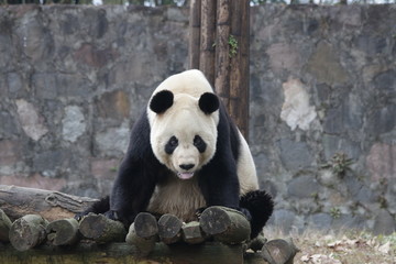 Fototapeta premium Funny Giant Panda is Pulling Out his Tongue, China