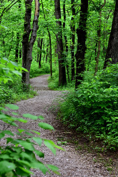Spring Trail