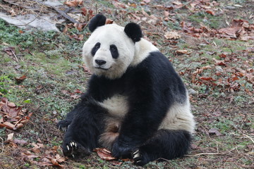 Funny Pose of Giant Panda