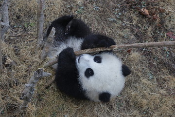 Fototapeta premium Little Baby Panda Cub is trying to Break the Tree, China
