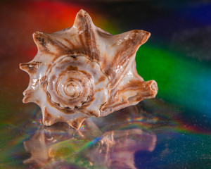 shell_2