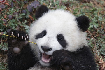 Close up Little Baby Panda Cub, China